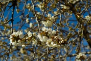 美白樱花树摄影图片