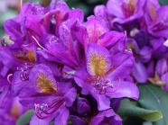花园紫色杜鹃花图片
