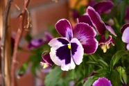 三色堇植物花朵图片