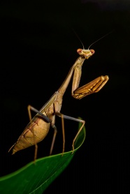 螳螂摄影图片