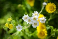 白色小雏菊花朵图片