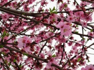三月粉色桃花盛开图片