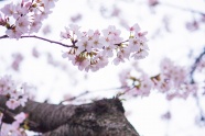 淡粉色樱花摄影图片
