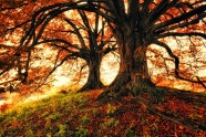 秋天树木风景摄影图片