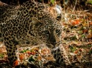 非洲花豹摄影图