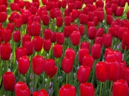 荷兰红色郁金香图片