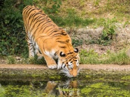 大老虎喝水图片