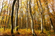 秋天森林树木景观图片