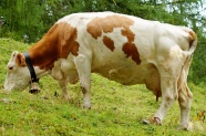 牧场老奶牛吃草图片