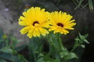 黄色雏菊花摄影图片
