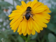 鲜花上蜜蜂采蜜图片