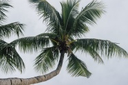 夏季椰树壁纸图片