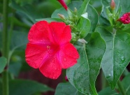 高清红花朵摄影图片