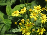 黄色小花朵摄影图片