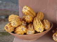 金黄干玉米图片
