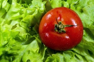 番茄生菜沙拉素材图片