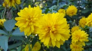 灿烂黄色花朵图片