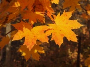 秋季树木黄树叶图片