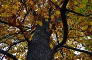 大树秋季黄树叶图片