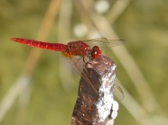 高清红蜻蜓摄影图片
