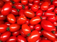 红番茄背景图片