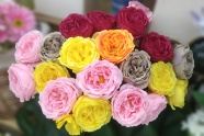 多彩玫瑰花束图片