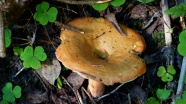 森林真菌蘑菇图片