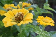 黄色菊花花朵高清图片