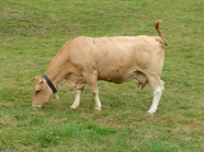 奶牛低头吃草图片