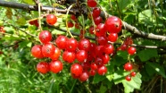 红色野生莓果图片