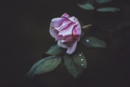 枯萎的粉色玫瑰花