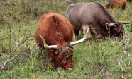 高原牦牛放牧图片
