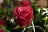 浪漫红色玫瑰花朵图片