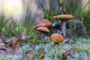 森林野蘑菇图片