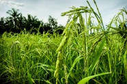 稻田绿色谷物图片