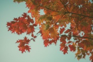 秋天红色树叶图片