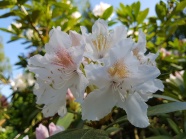 白杜鹃开花图片