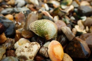 海滩石子贝壳图片