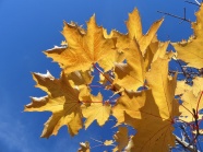 蓝天下黄树叶图片