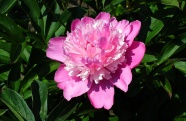 粉红色牡丹花朵图片