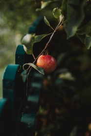 一个挂在树上的苹果图片
