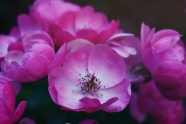 粉色单瓣月季花