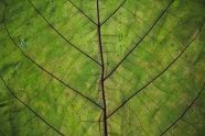 树叶纹理微距摄影图片