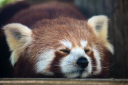 可爱小浣熊睡觉图片
