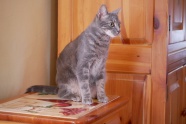 灰色小猫咪图片