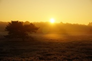 清晨雾气日出图片