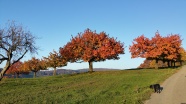 秋天红树木风景图片