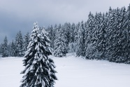 冬季松树林雪景图片