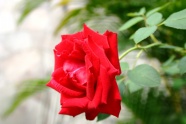 玫瑰花朵壁纸图片