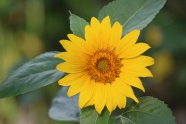黄色向日葵小花朵图片
